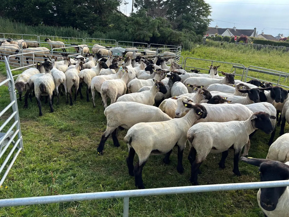 Suffolk Hoggets - Image 4