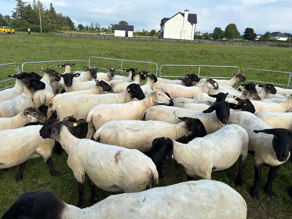 Suffolk Hoggets - Image 1