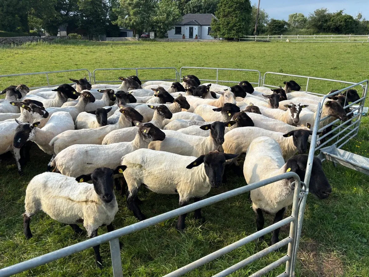 Suffolk Hoggets - Image 2