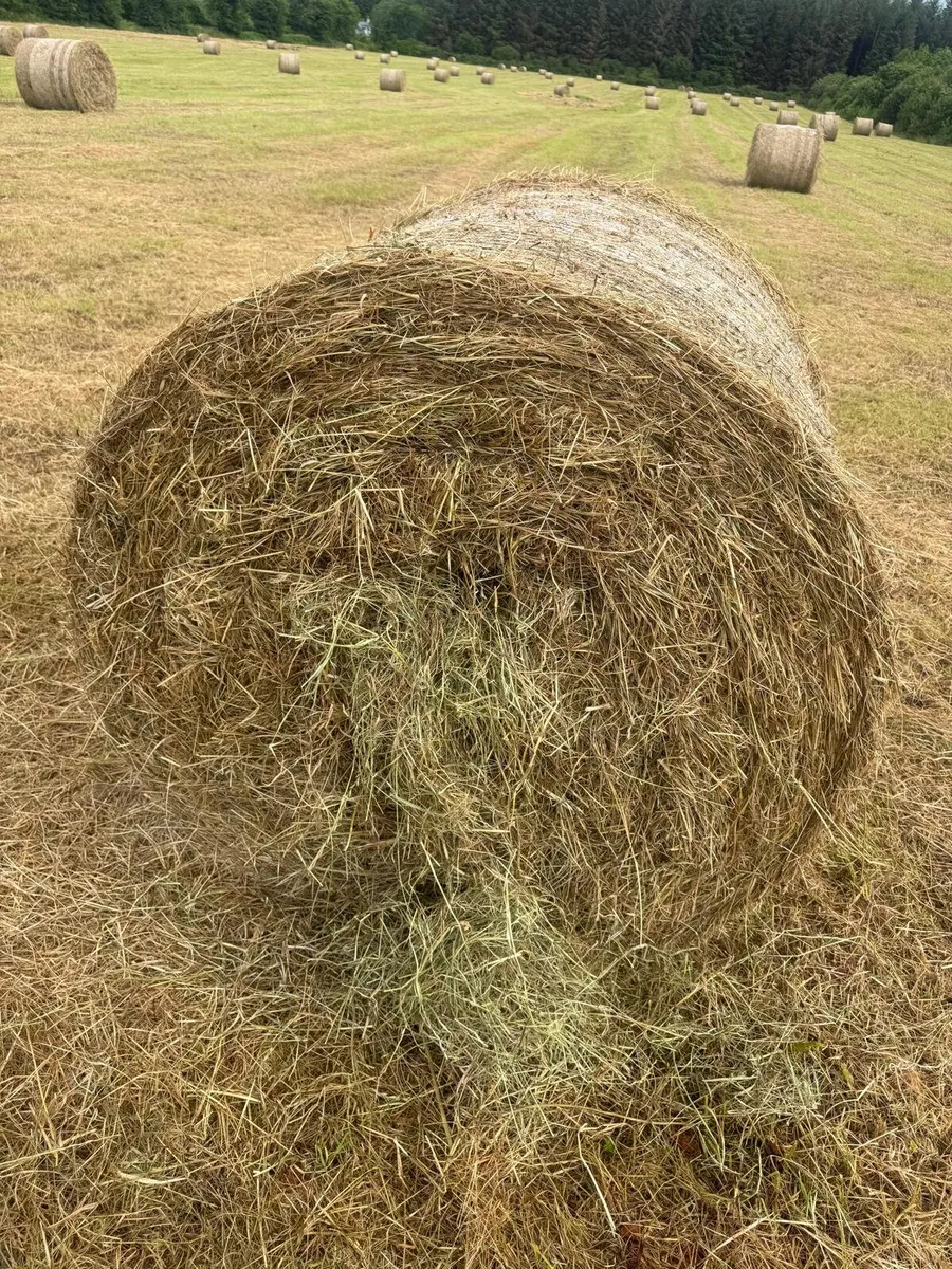 Hay bales - Image 1