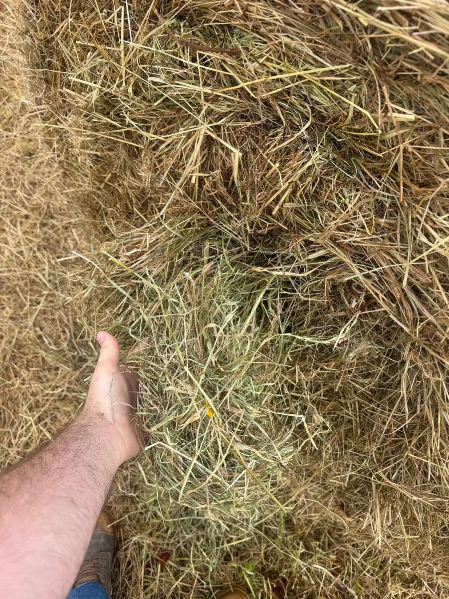 Hay bales - Image 2