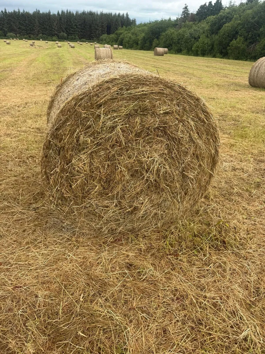 Hay bales - Image 3