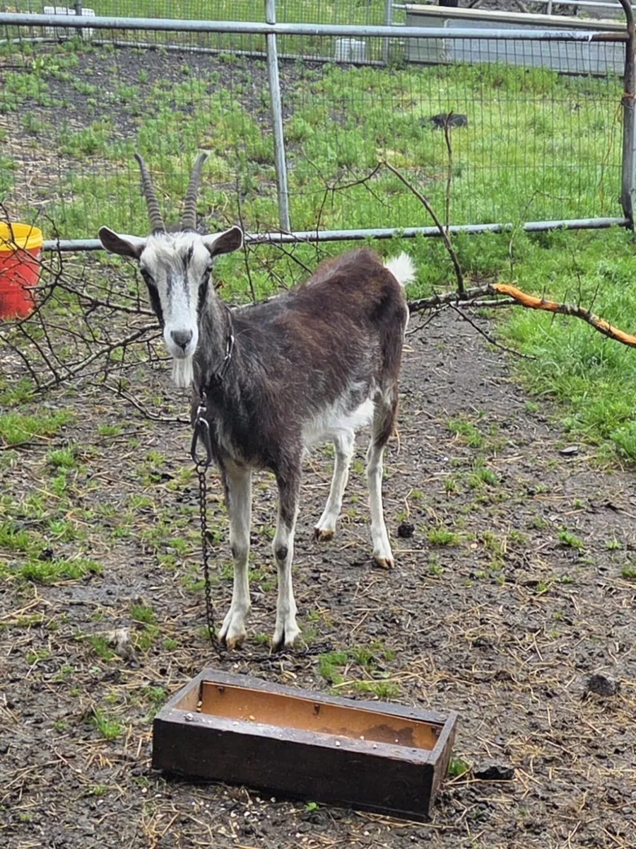 Female Goat - Image 1