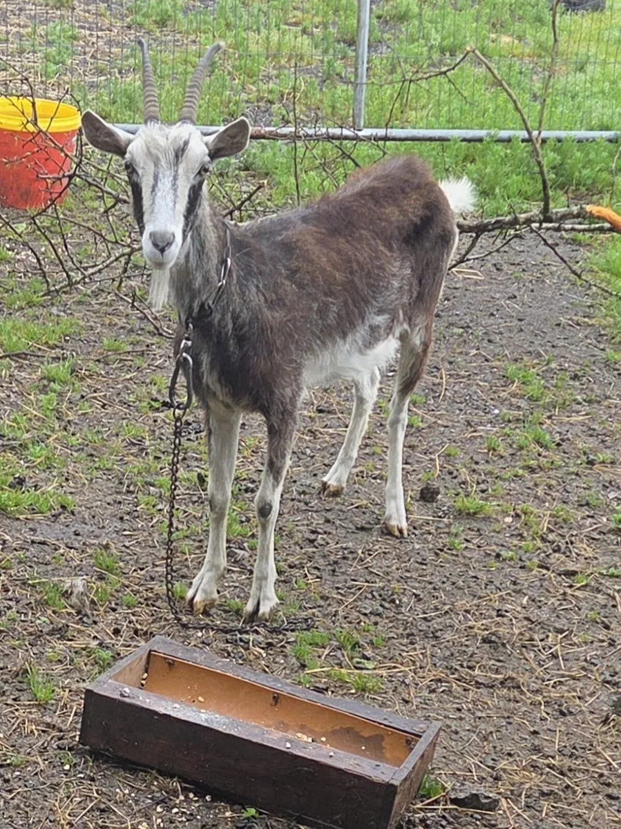 Female Goat - Image 2