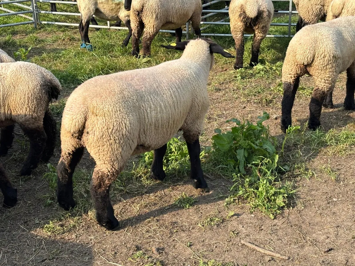 Pedigree Suffolk Ewe Lambs - Image 2