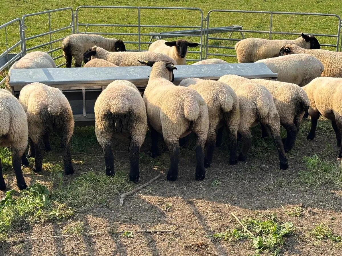 Pedigree Suffolk Ewe Lambs - Image 4