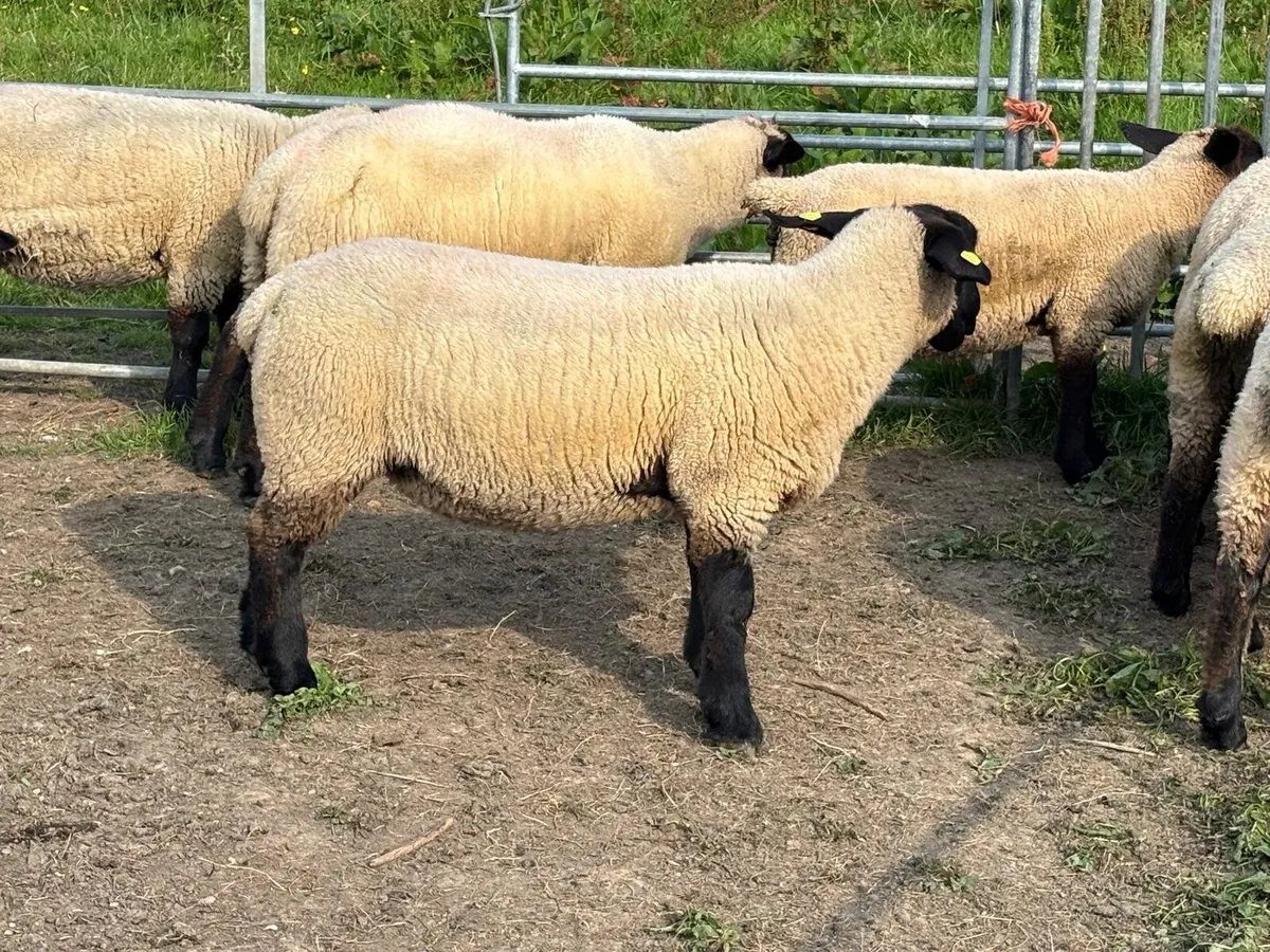Pedigree Suffolk Ewe Lambs - Image 3