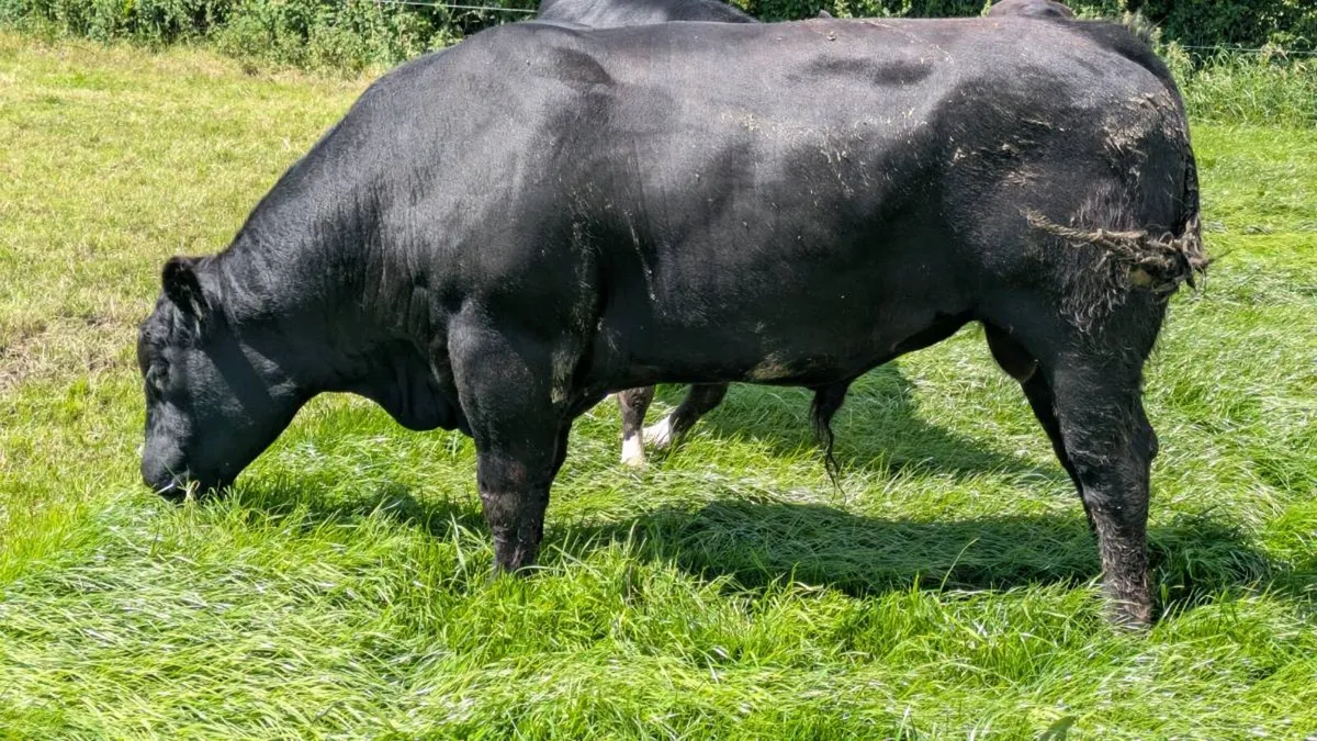 Angus Bull - Image 4