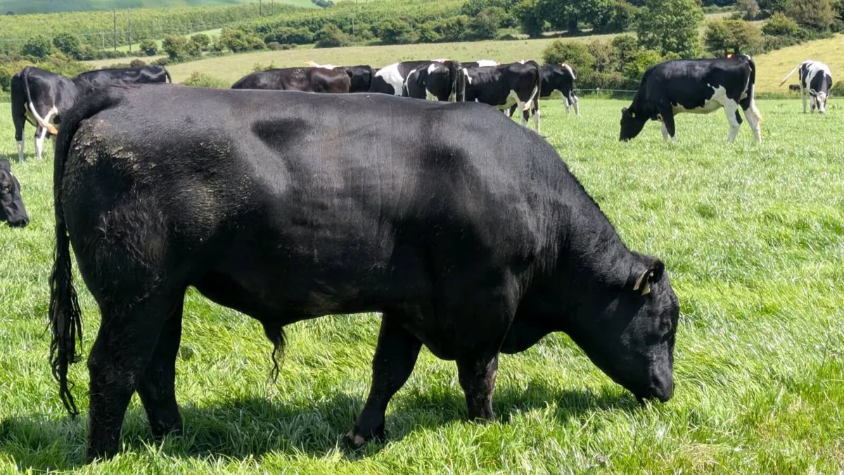 Angus Bull - Image 1