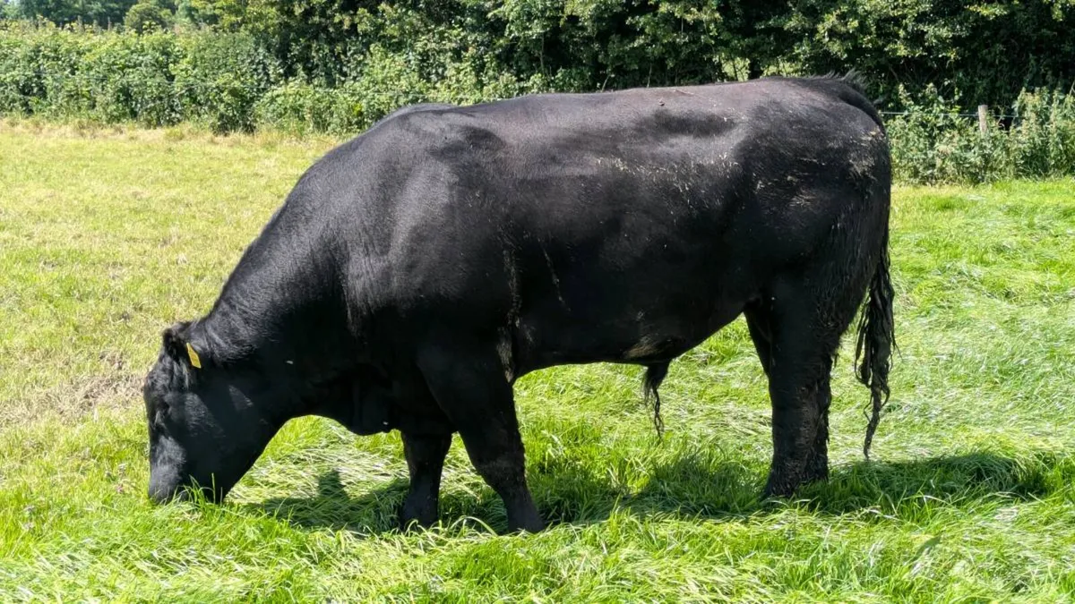 Angus Bull - Image 2