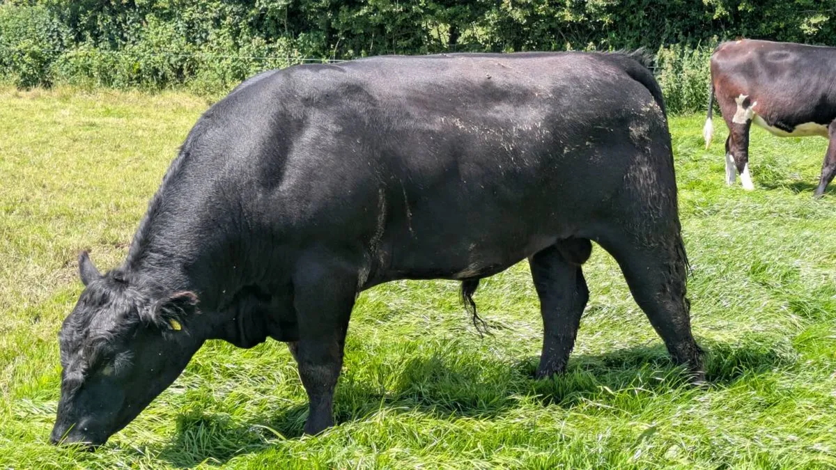 Angus Bull - Image 3