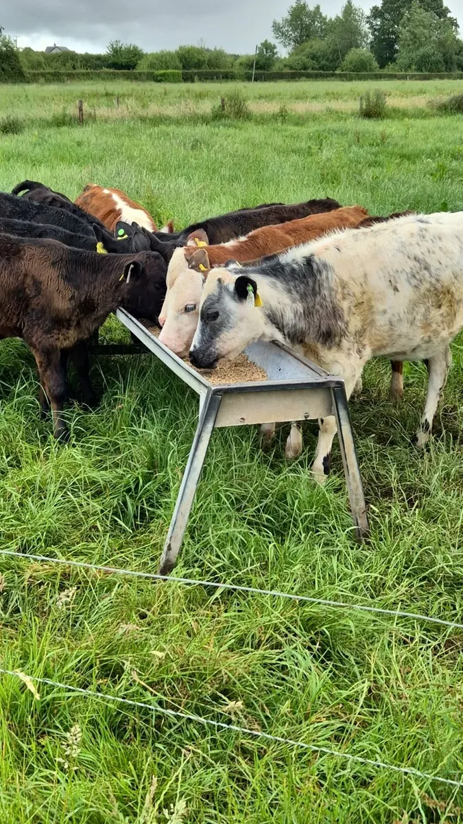 Weanling heifers - Image 1