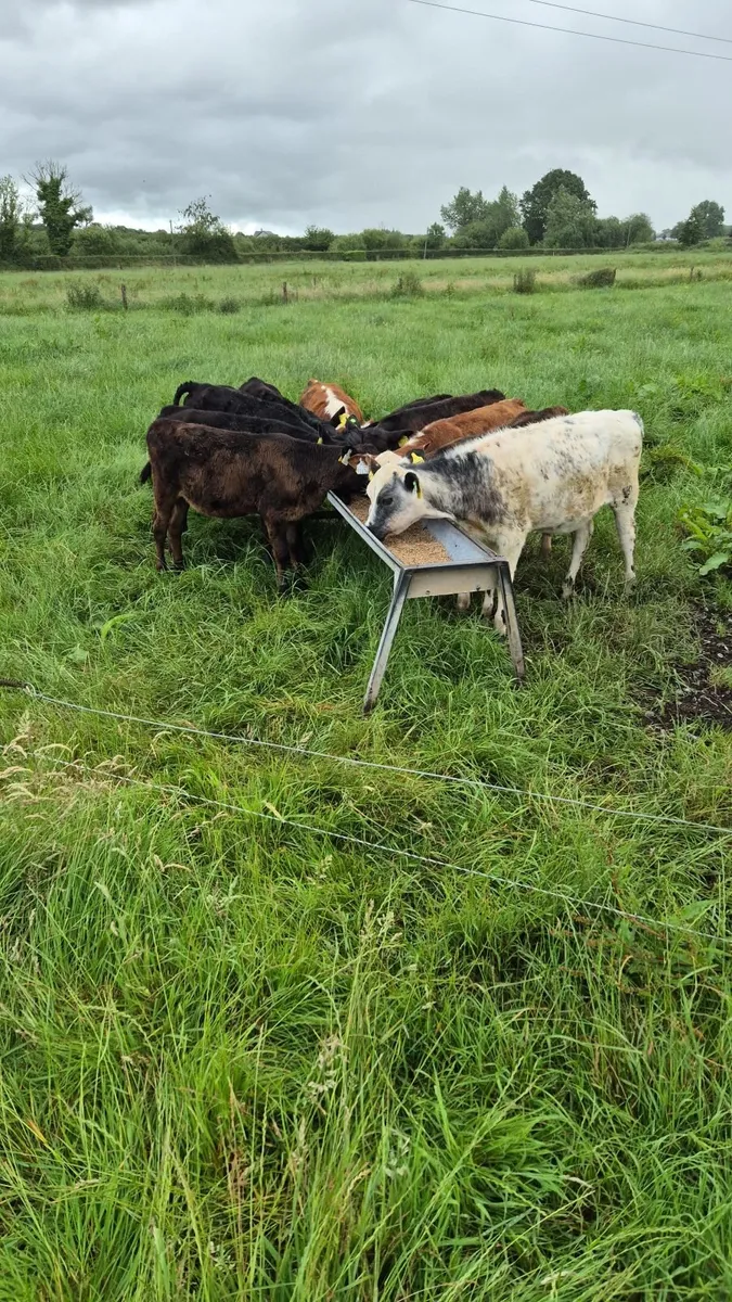 Weanling heifers - Image 2