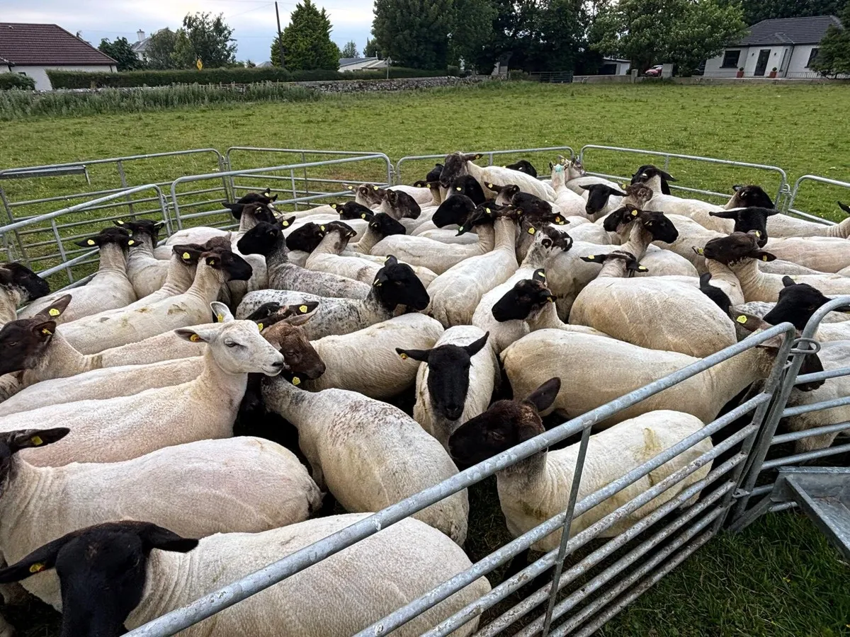 Pedigree Suffolk Hoggets - Image 3