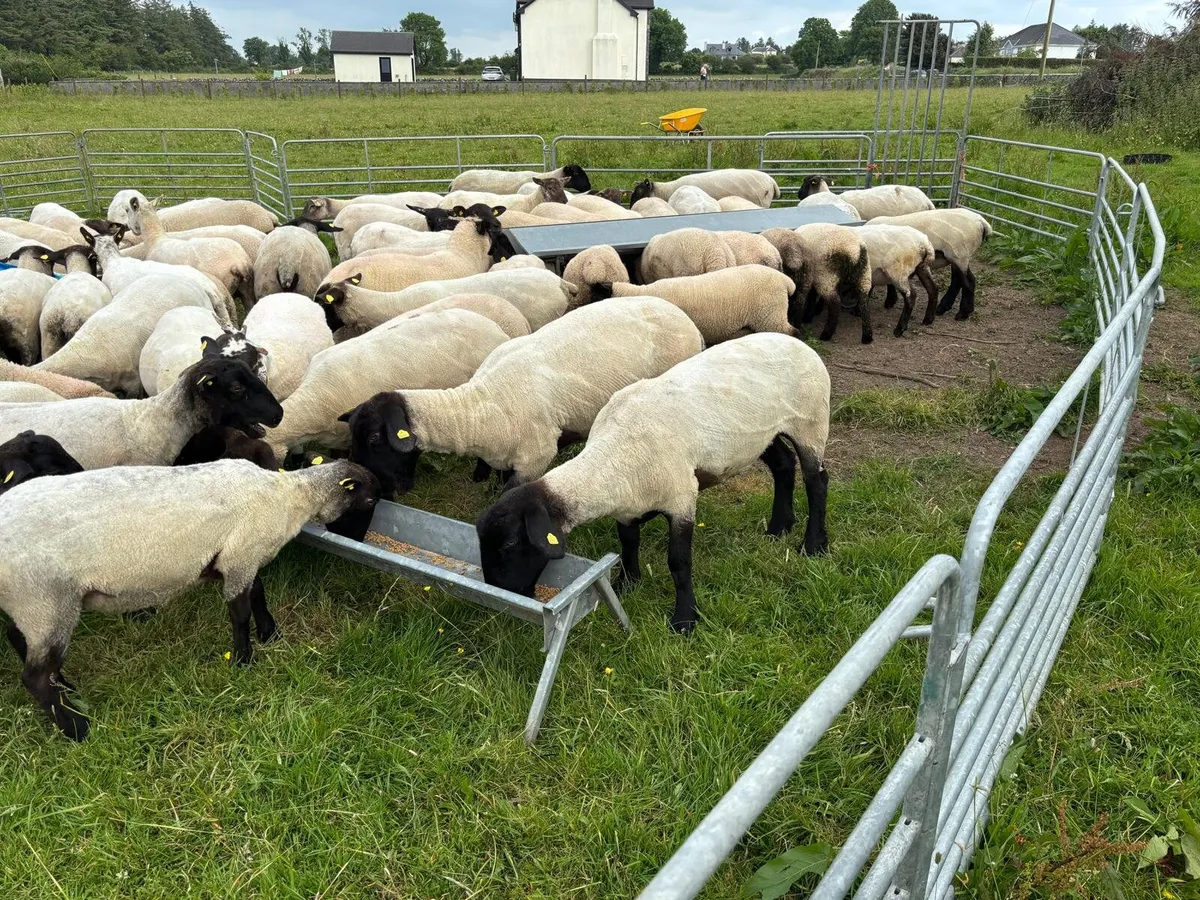 Pedigree Suffolk Hoggets - Image 1