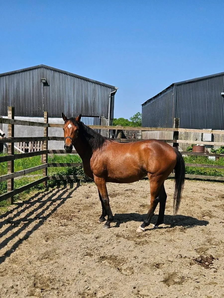 Thoroughbred filly - Image 2