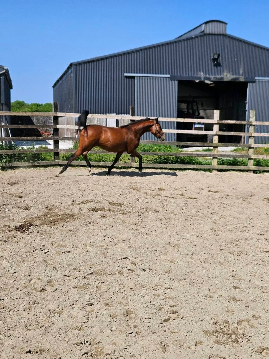 Thoroughbred filly - Image 3