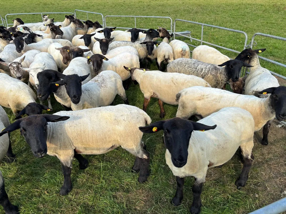 Pedigree Suffolk Hoggets - Image 2