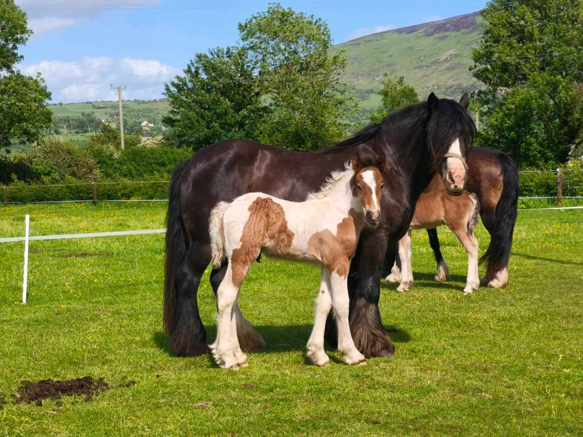 Traditional Irish Coloured Colt - Image 1