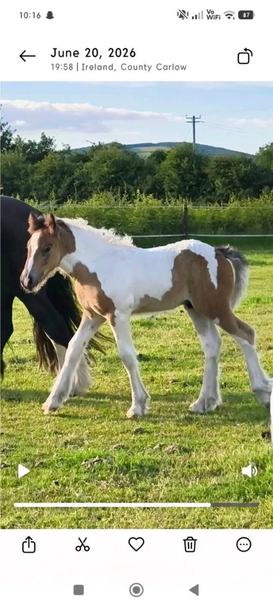 Traditional Irish Coloured Colt - Image 2