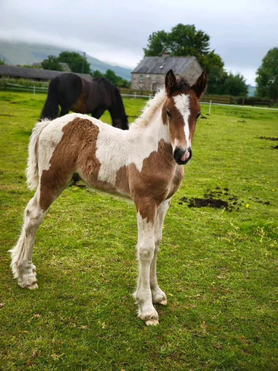Traditional Irish Coloured Colt - Image 4