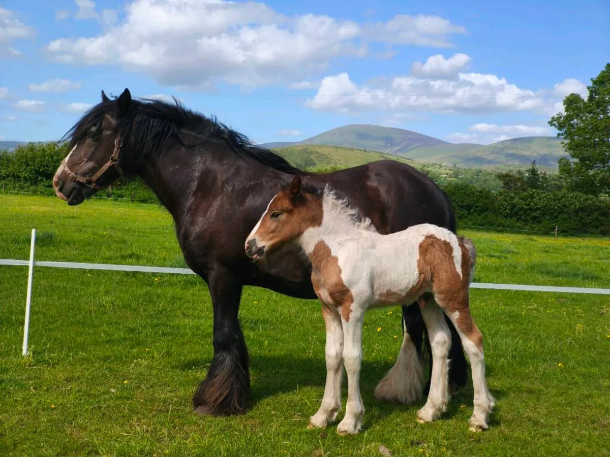 Traditional Irish Coloured Colt - Image 3
