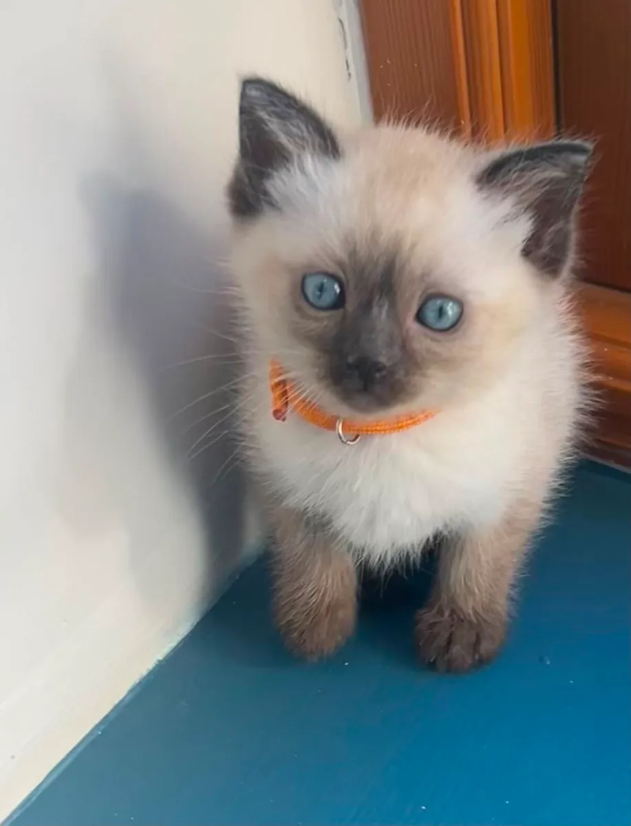 Stunning Ragdoll Kittens - Image 4