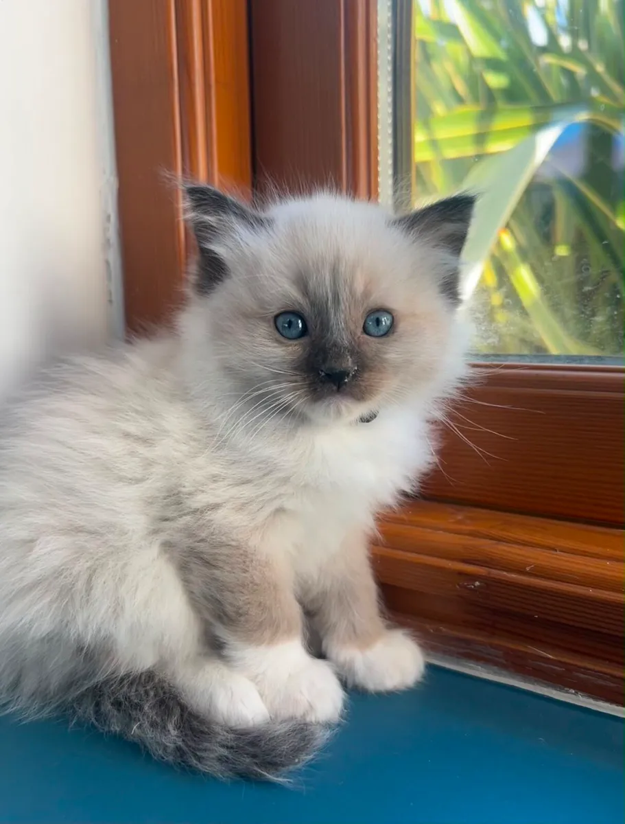Stunning Ragdoll Kittens - Image 1
