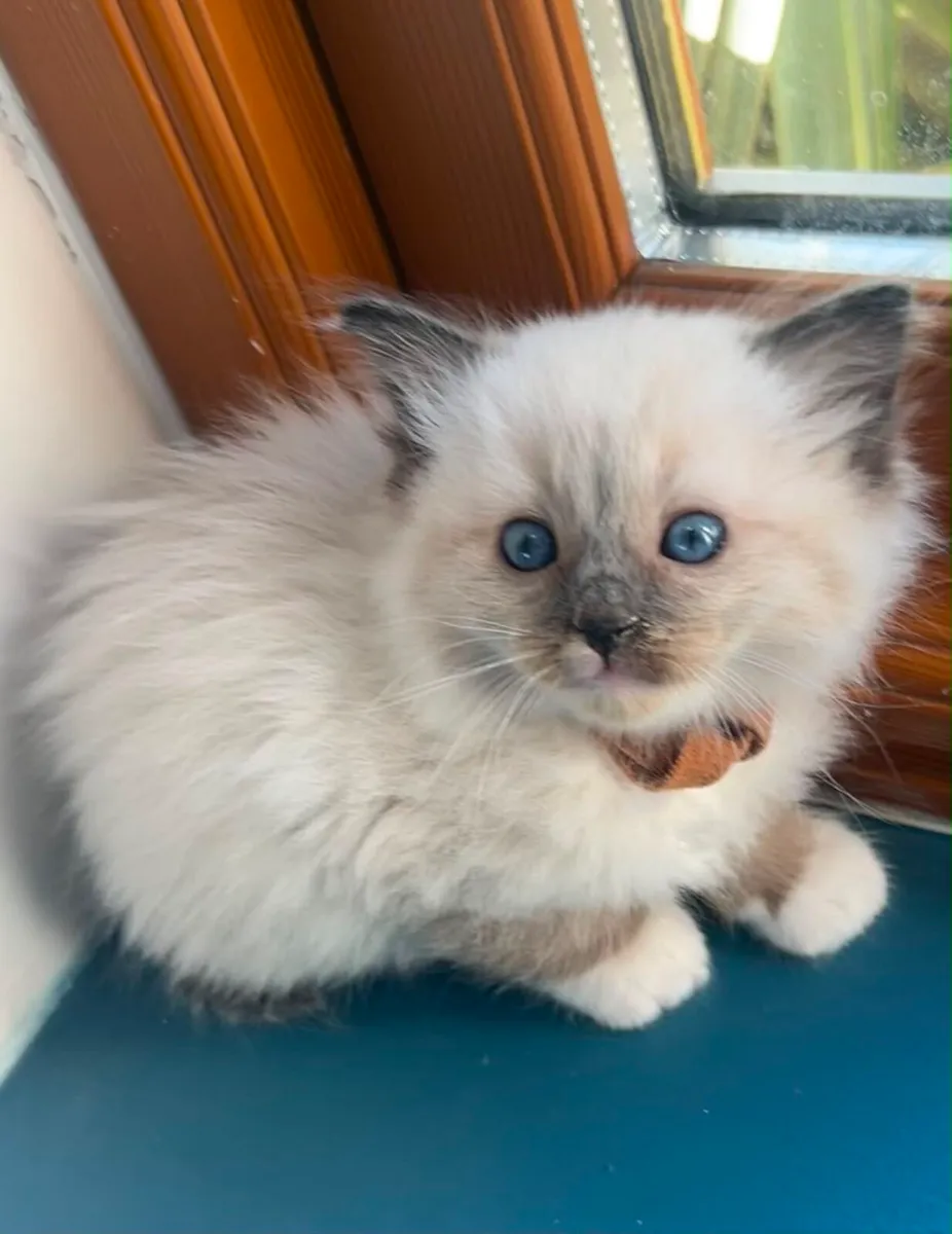 Stunning Ragdoll Kittens - Image 2