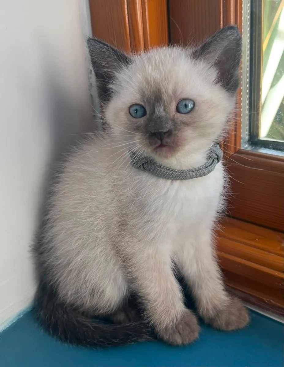 Stunning Ragdoll Kittens - Image 3