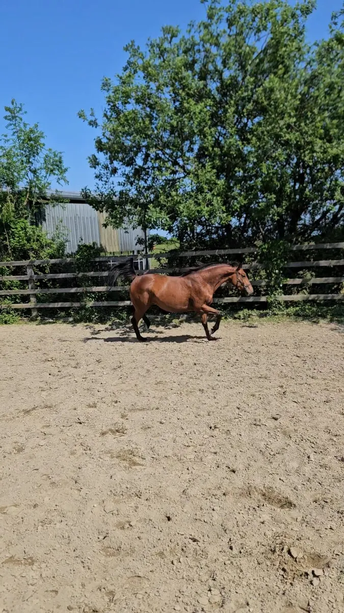 Thoroughbred filly - Image 4