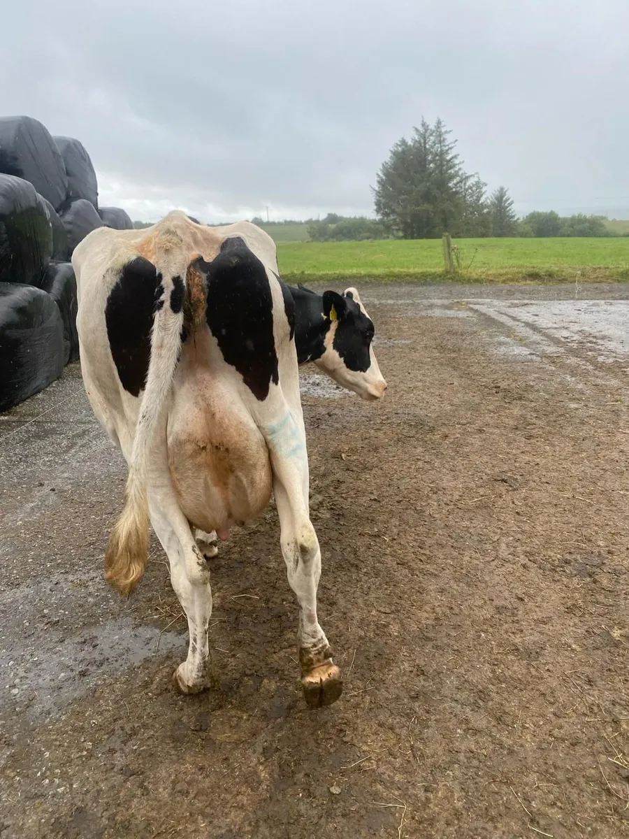 Freisan Cow - Image 2
