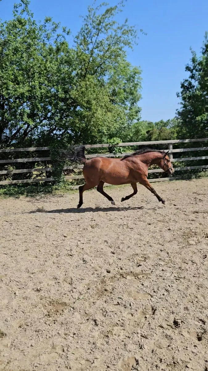 Thoroughbred filly - Image 1