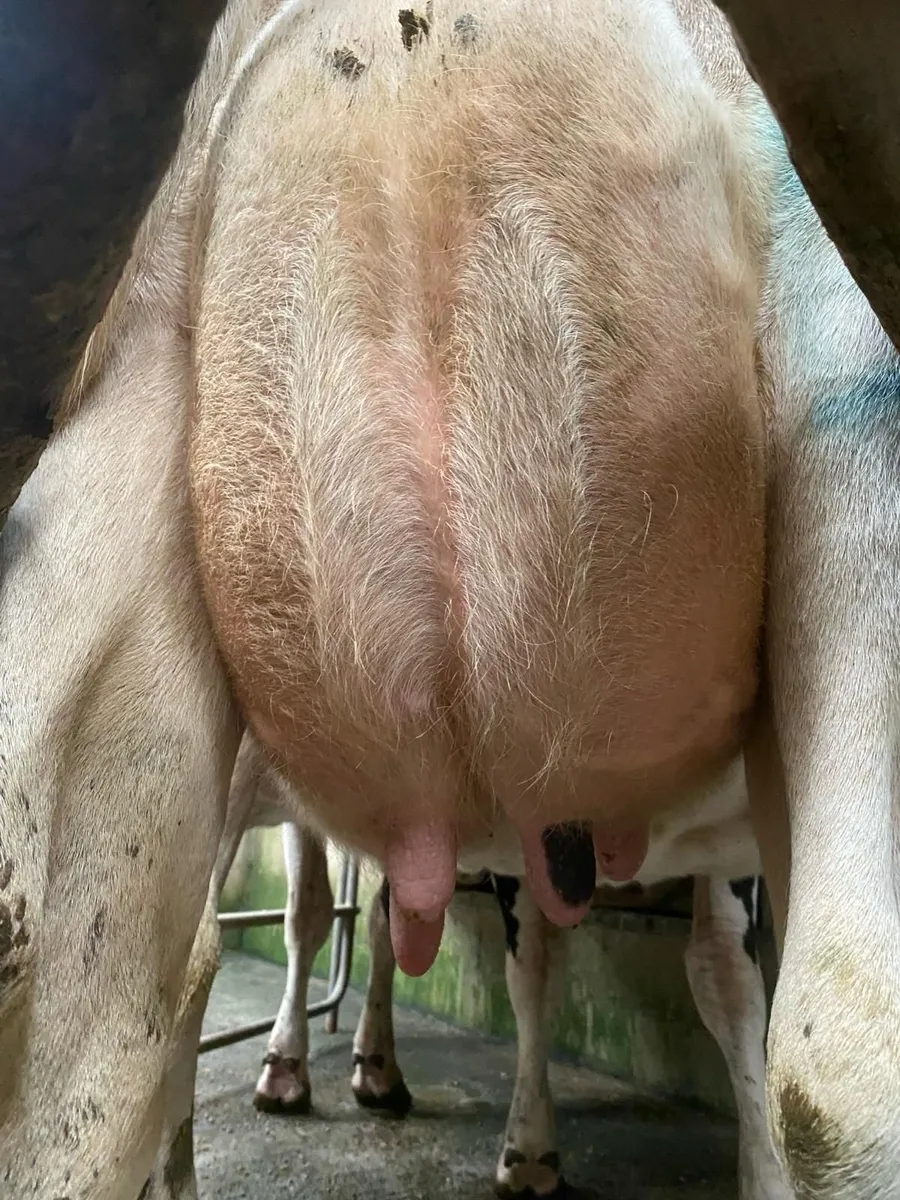 Freisan Cow - Image 3