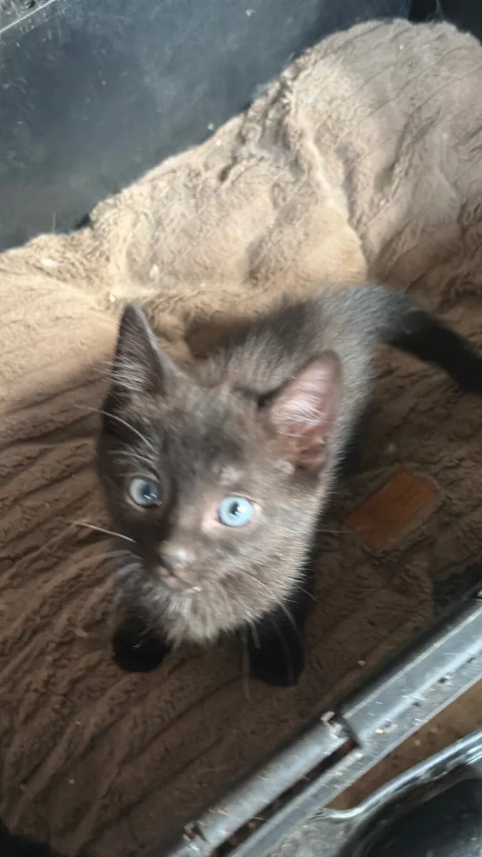 Kittens - Image 2