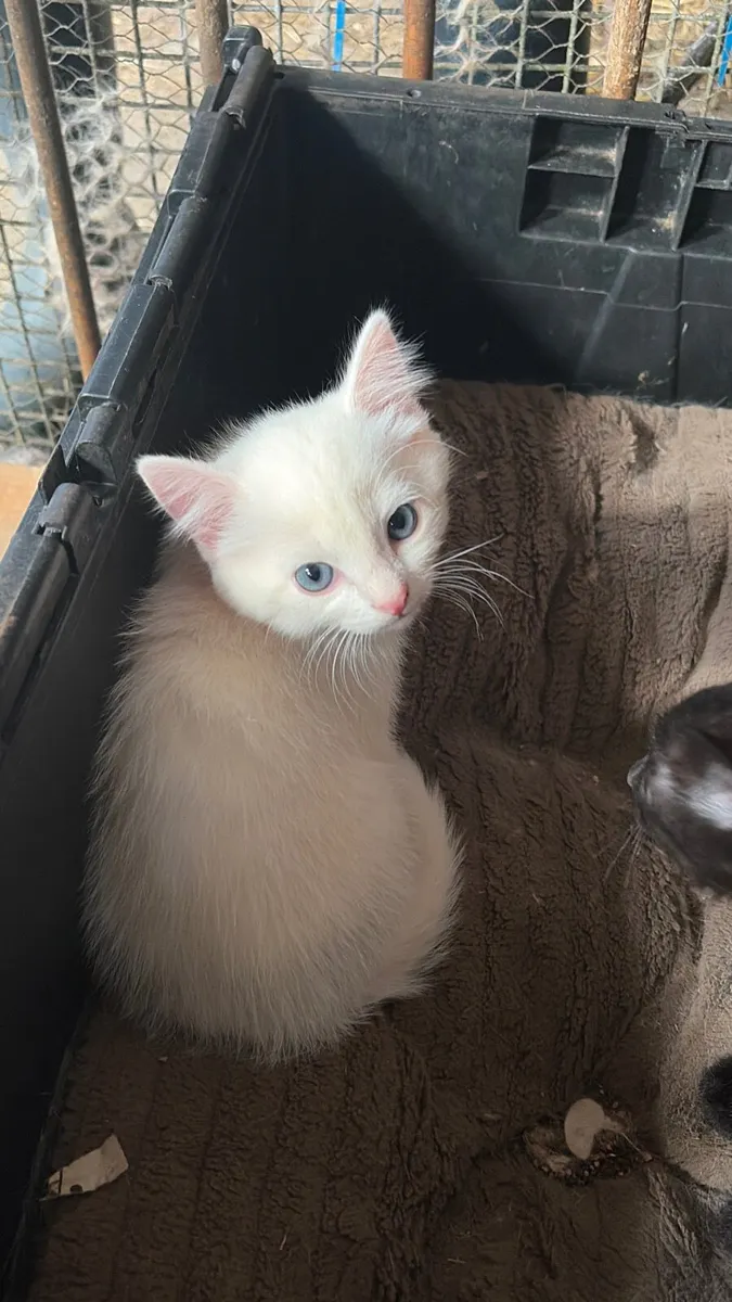 Kittens - Image 1
