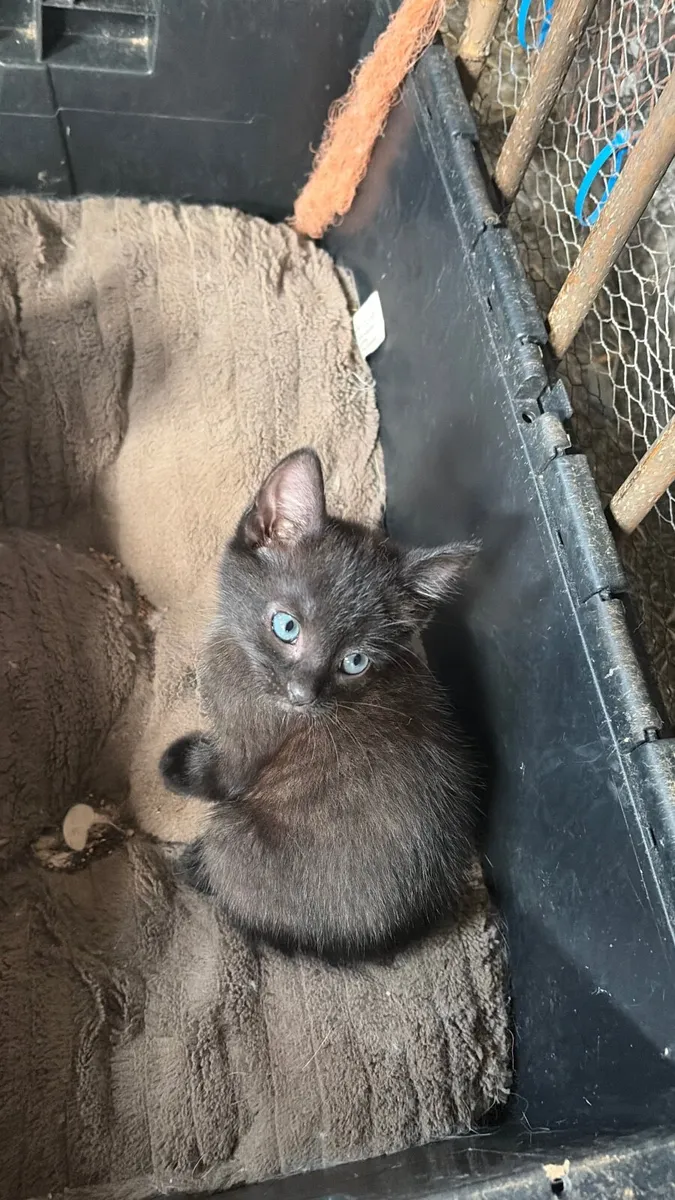 Kittens - Image 3
