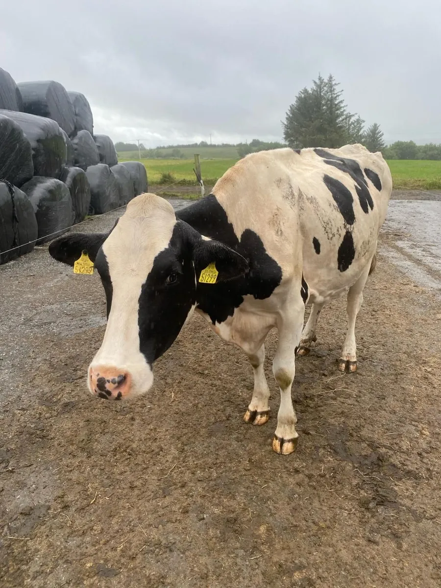 Freisan Cow - Image 1