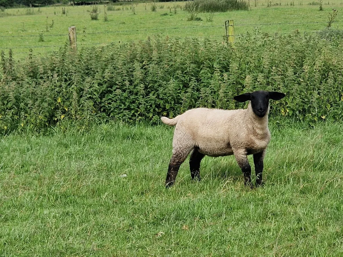 Store Lambs - Image 1