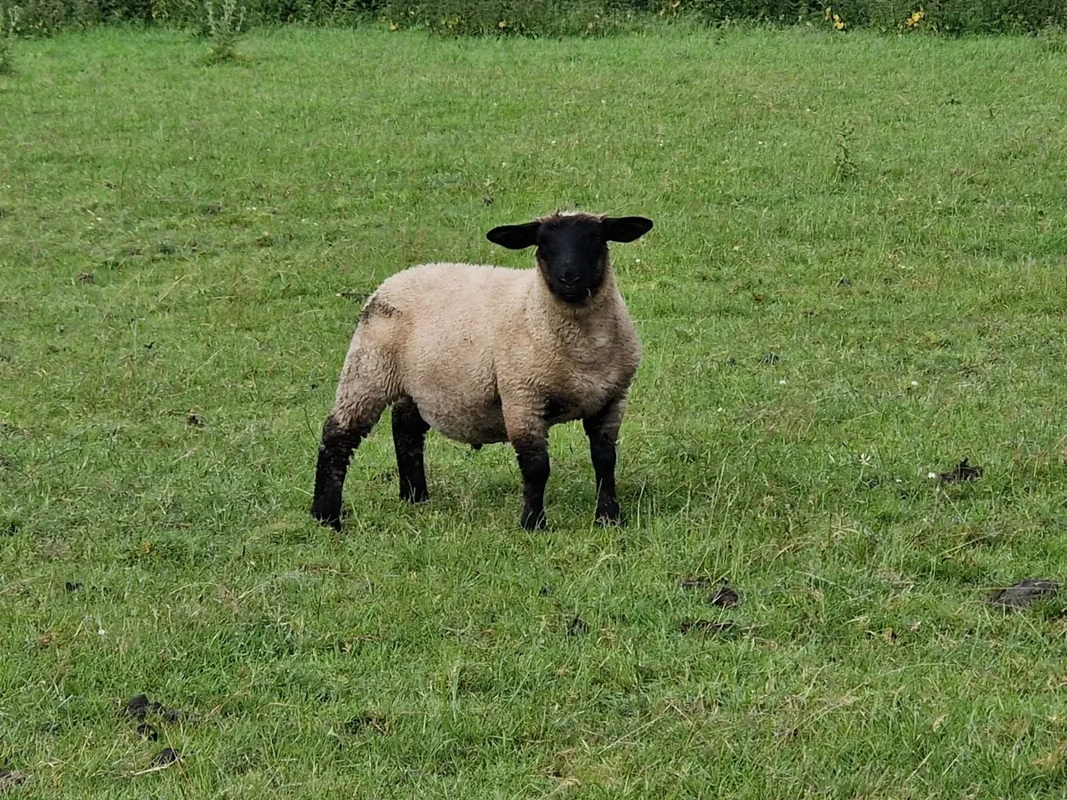Store Lambs - Image 2