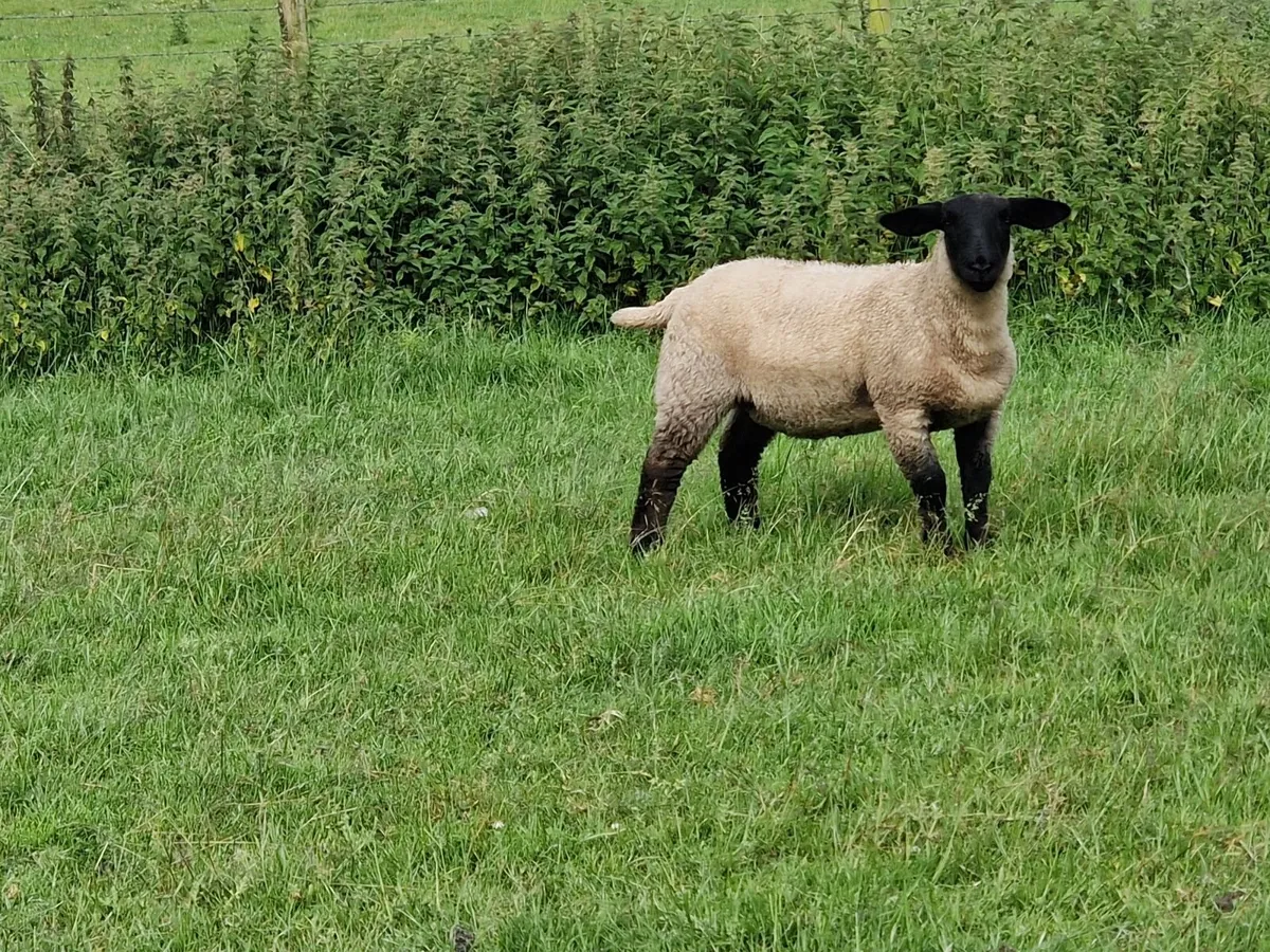 Store Lambs - Image 4