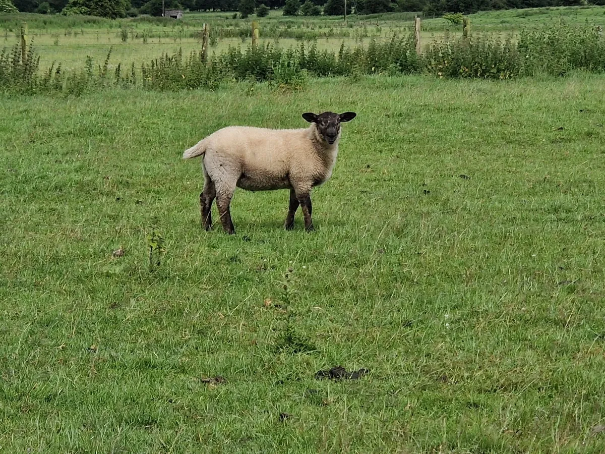 Store Lambs - Image 3