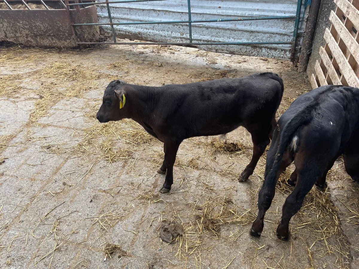 AA Calves - Image 2