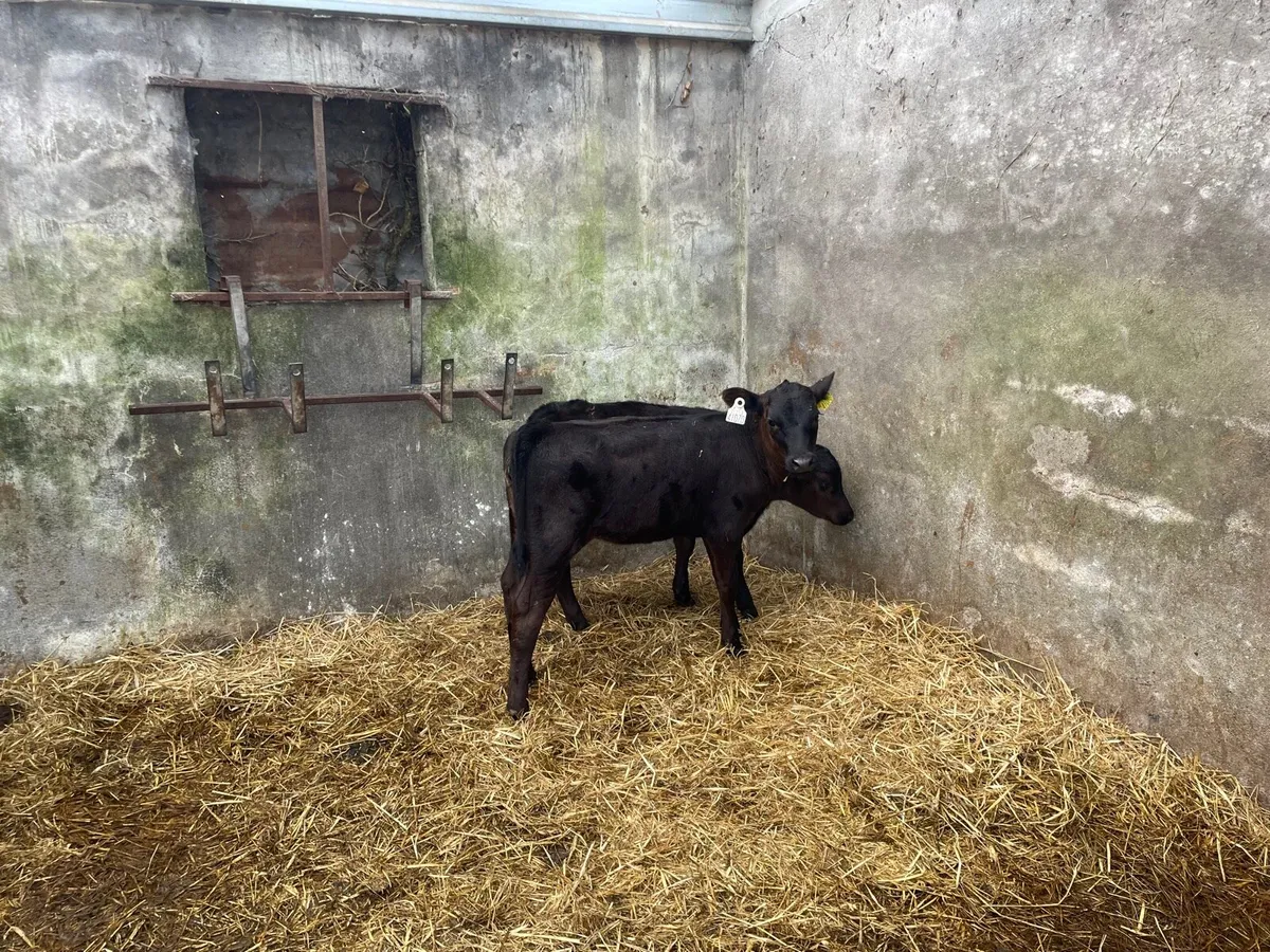 AA Calves - Image 3