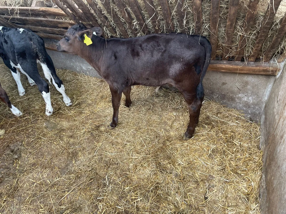 AA Calves - Image 1