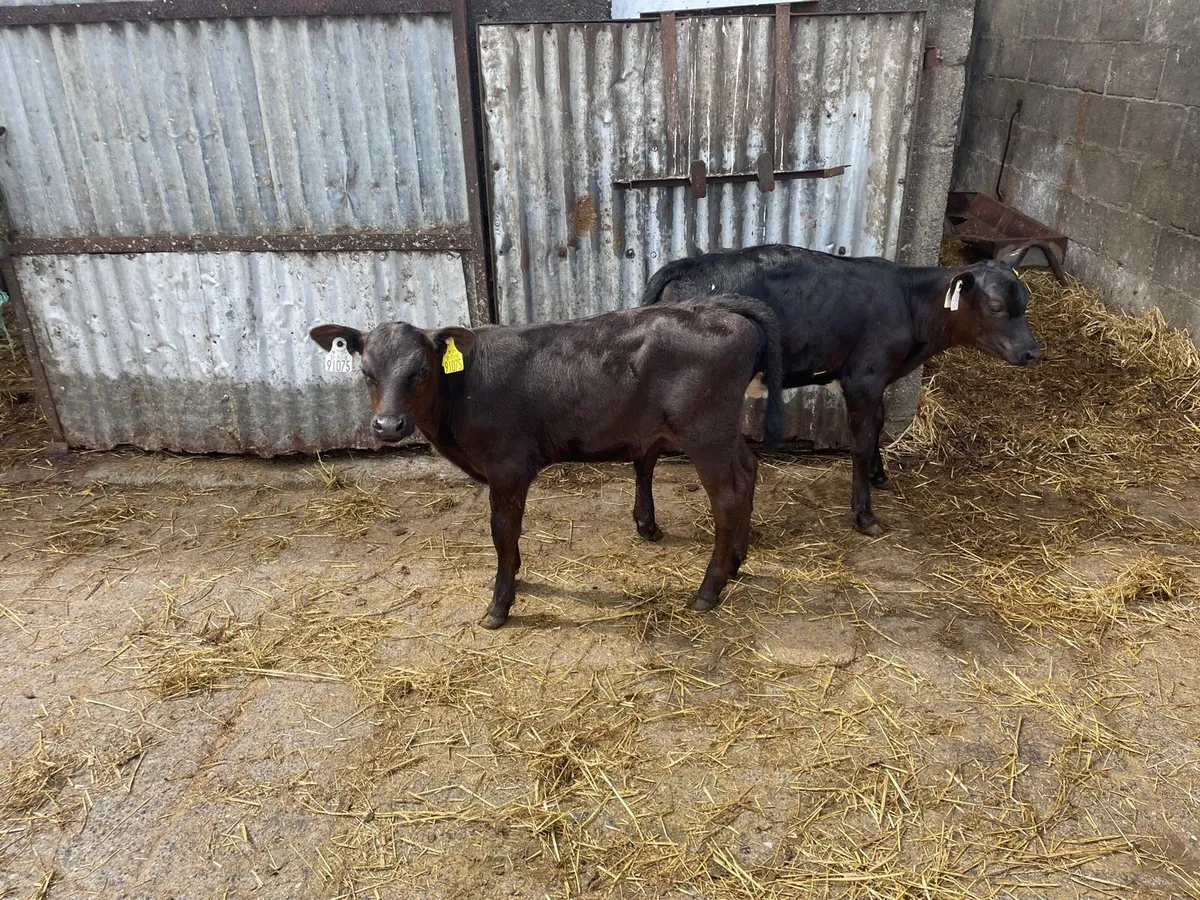 AA Calves - Image 4