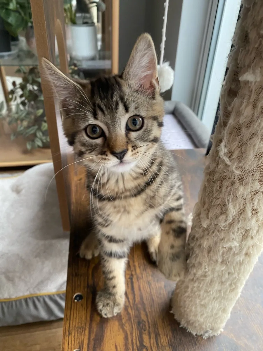kittens - Image 1