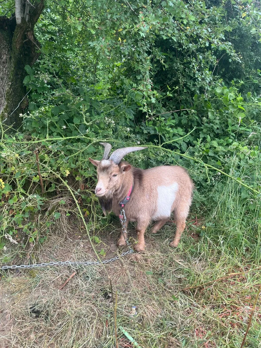 Pygmy male  goat - Image 2