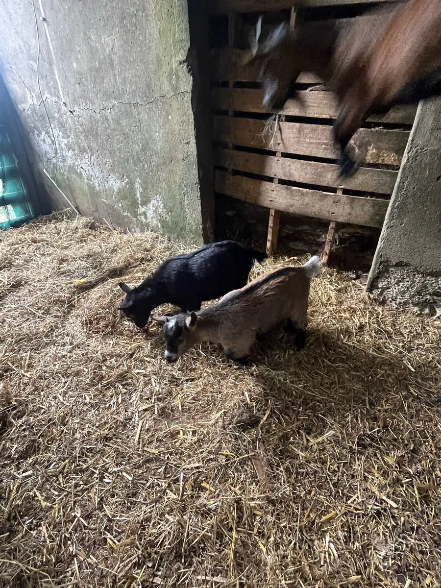 Pygmy male  goat - Image 3