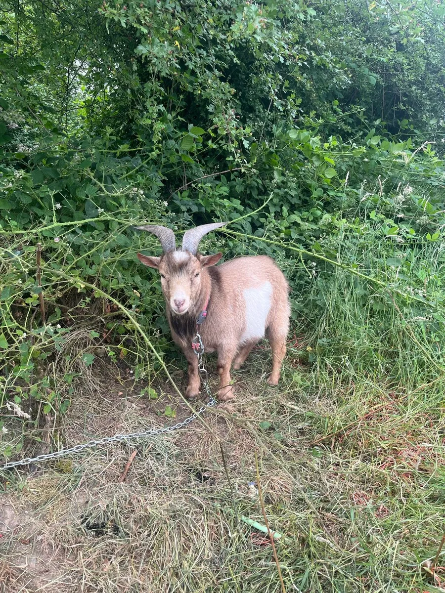 Pygmy male  goat - Image 1
